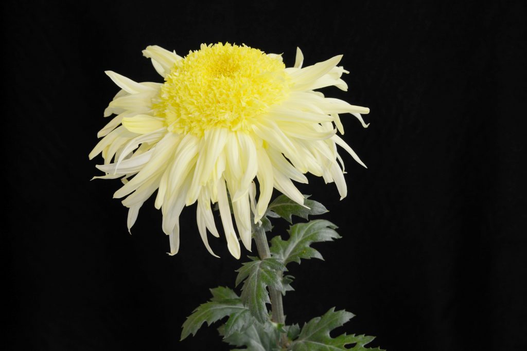 Yellow Flying Saucer - Class 8