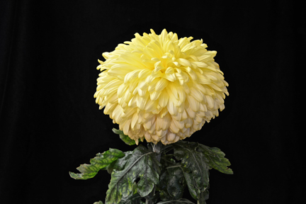 Yellow John Wingfield - Class 2