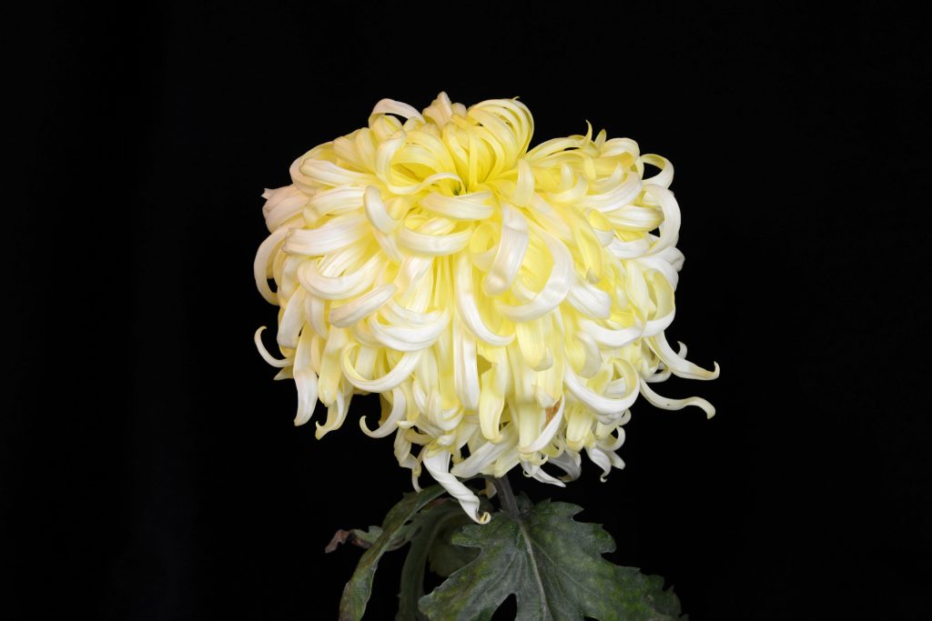 Yellow Lundy -Class 2