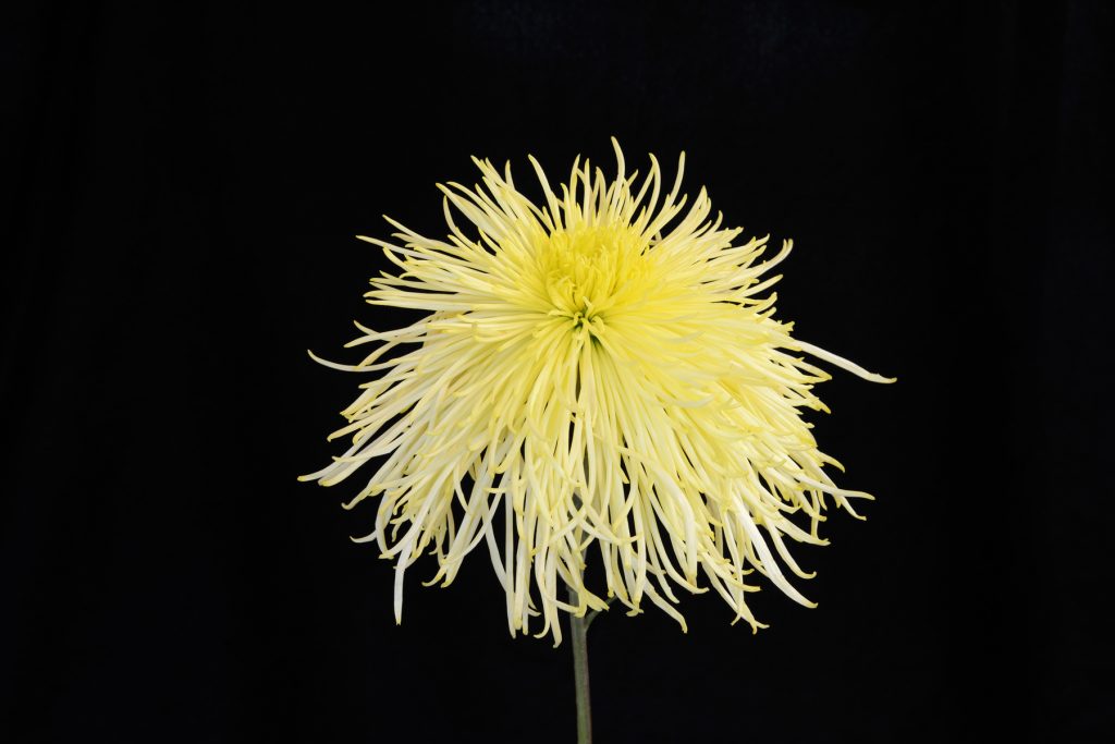 Yellow Rayonnante - Class 10