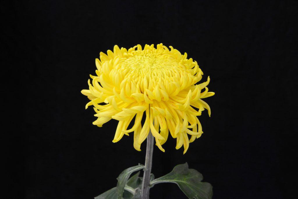 Yellow Shirley Improved - Class 3