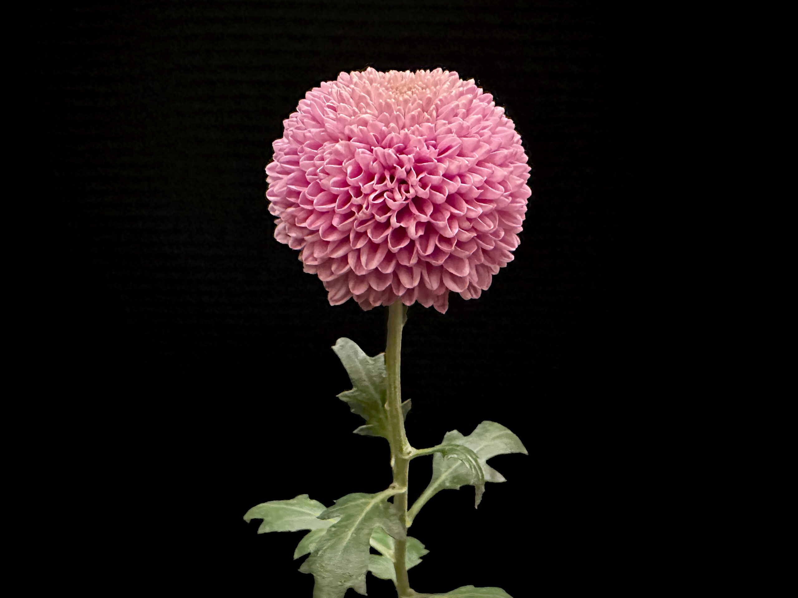 BestClass6-CARILLION-grown by Renee Wherley-NCS2024