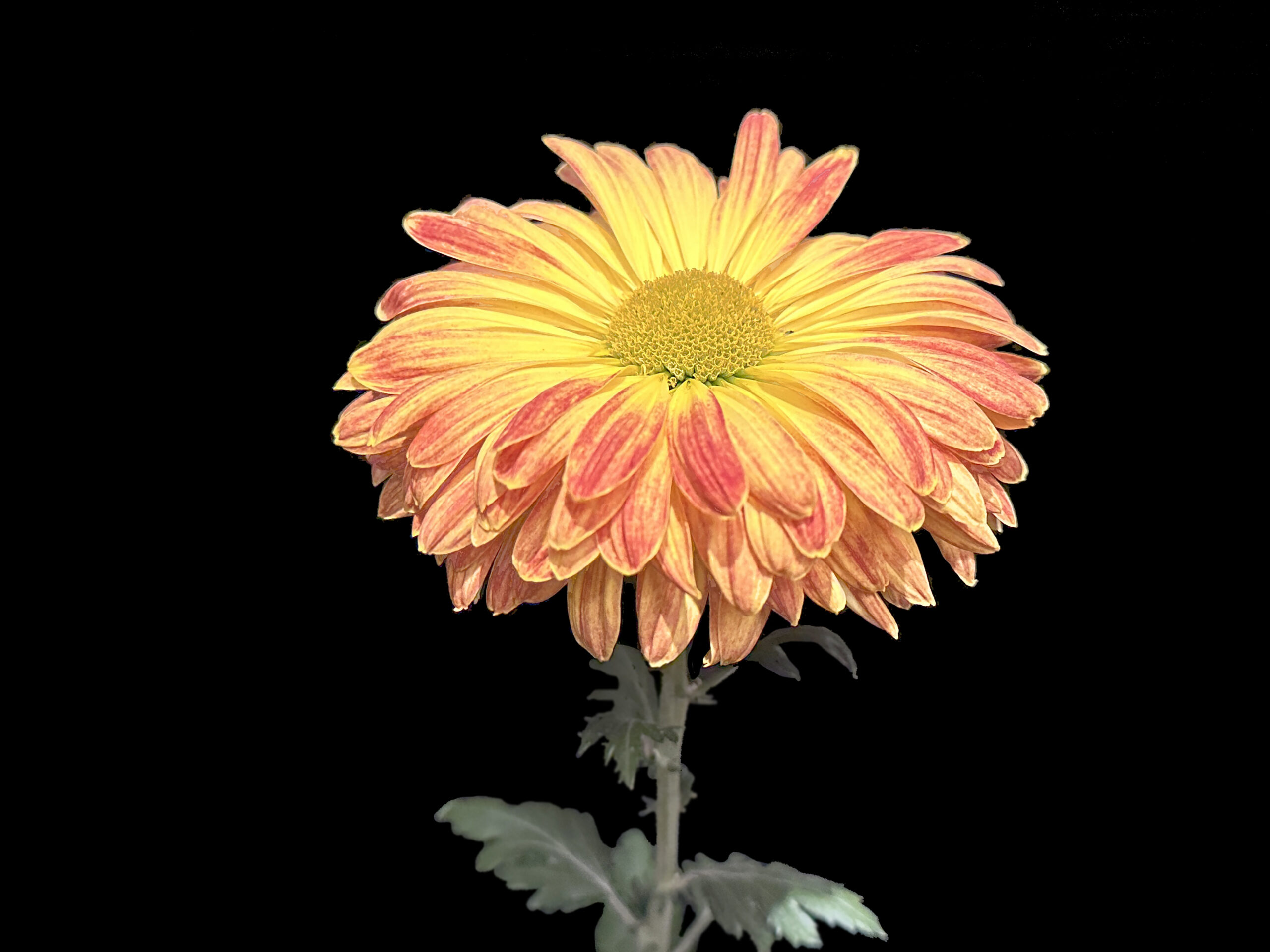 BestClass7-BY JOVE-grown by Christine Leidelmeyer-NCS2024