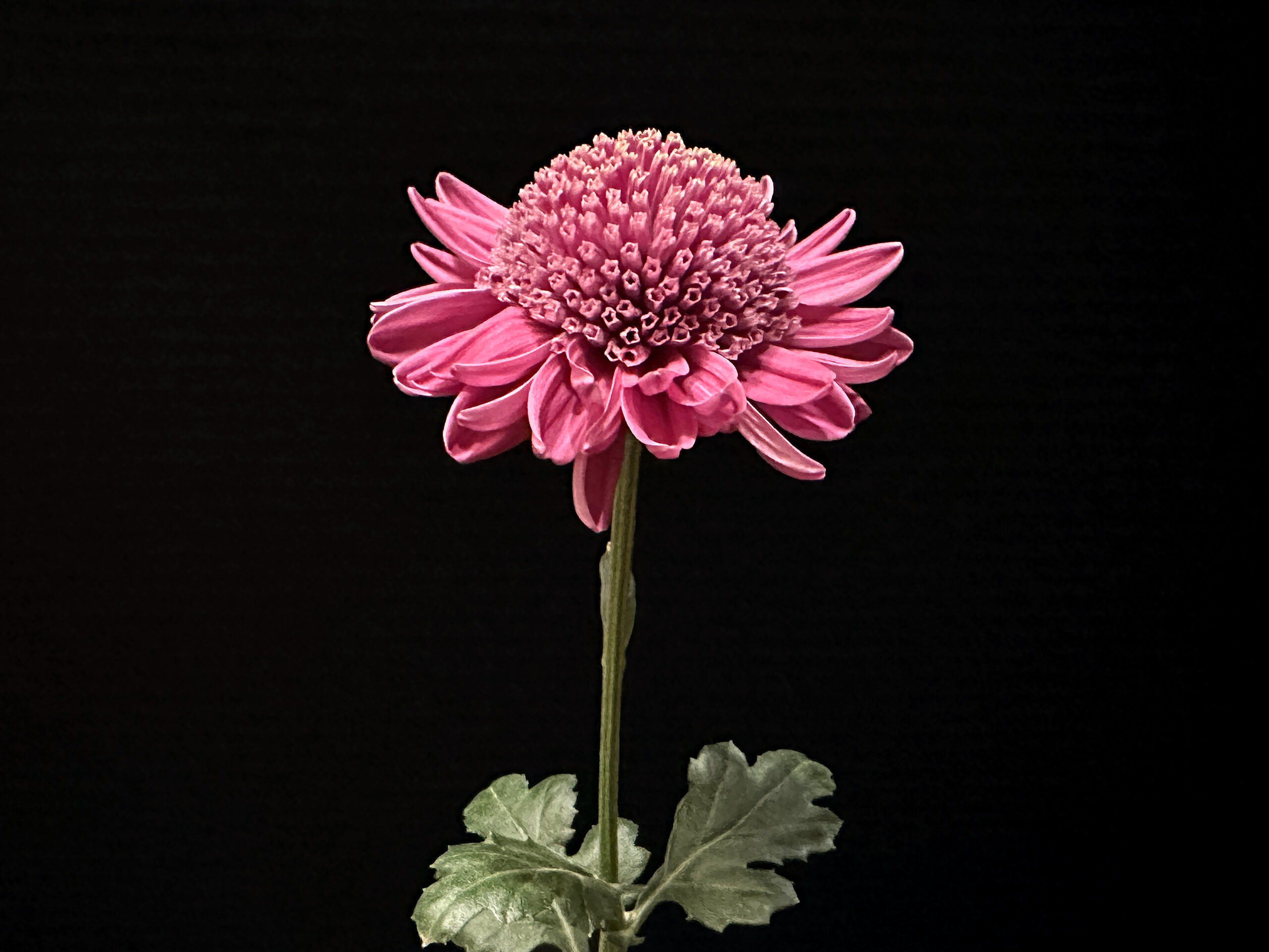 BestClass8-LYNN ANDERTON-grown by Christine Leidelmeyer-NCS2024