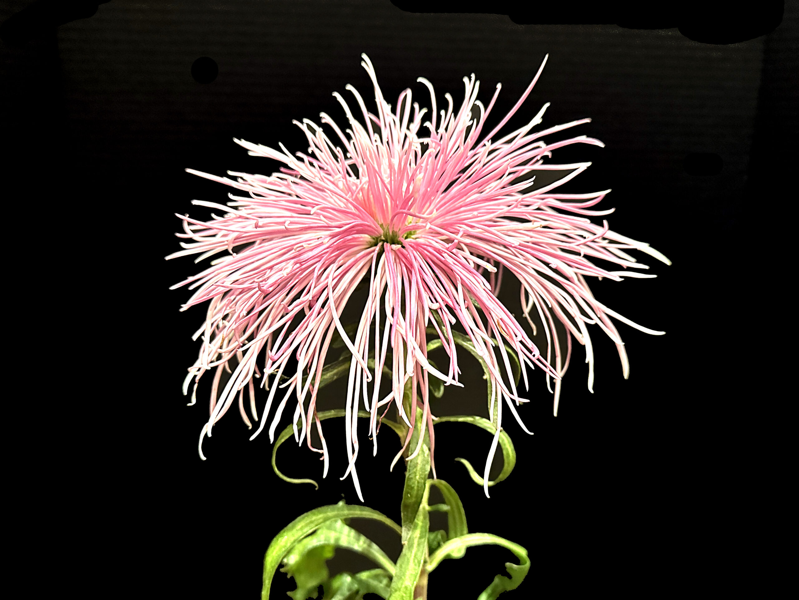BestSectionA-PINK SPLENDOR-grown by David Trine-NCS2024
